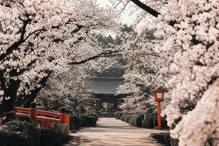 Hanami : où et quand voir les cerisiers en fleurs au Japon